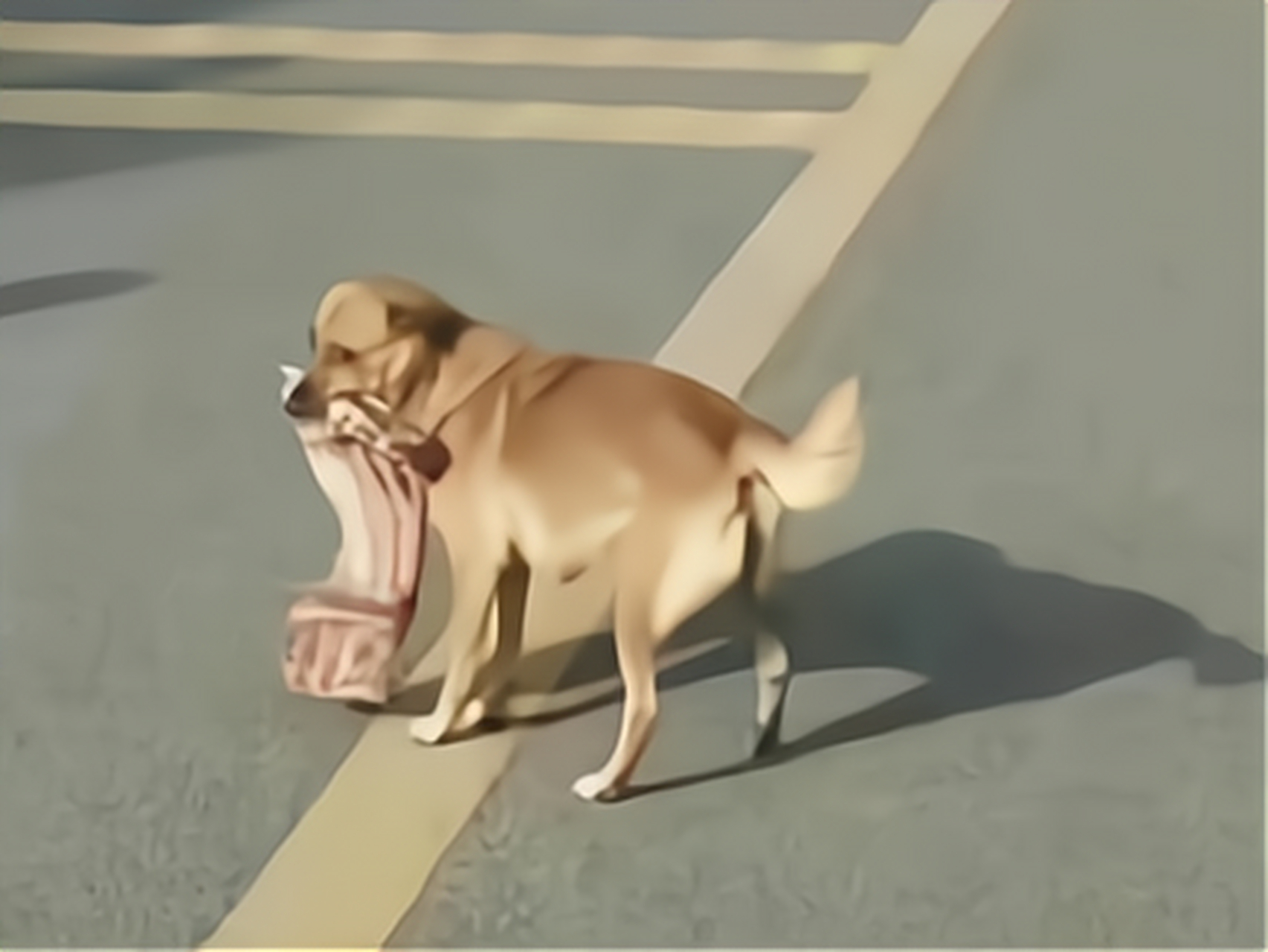 狗狗的大东西直接进入,狗狗卡在狗狗的大东西意外卡住