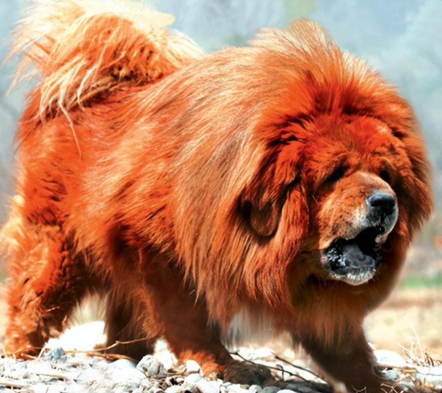 两只藏獒同时进我身体藏獒之秘，双獒入体的奇妙体验