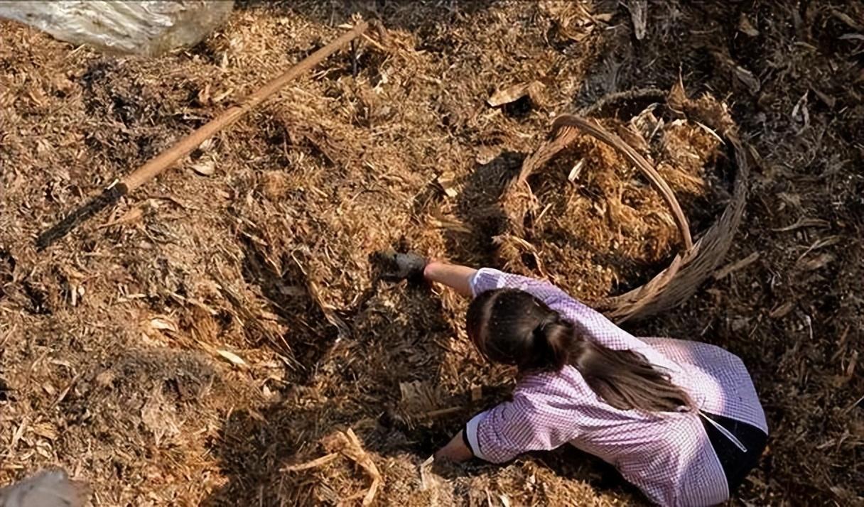 女子意外拔出一大爷——草地中的奇妙遭遇-第3张图片