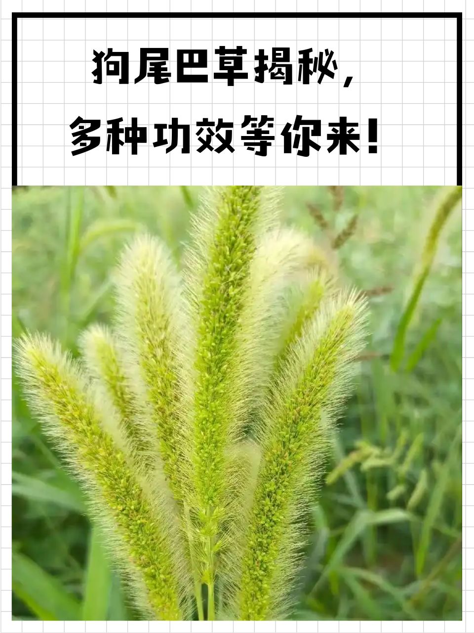 野草乱码一二三四区别在哪野草与乱码，一二三四的区别解析