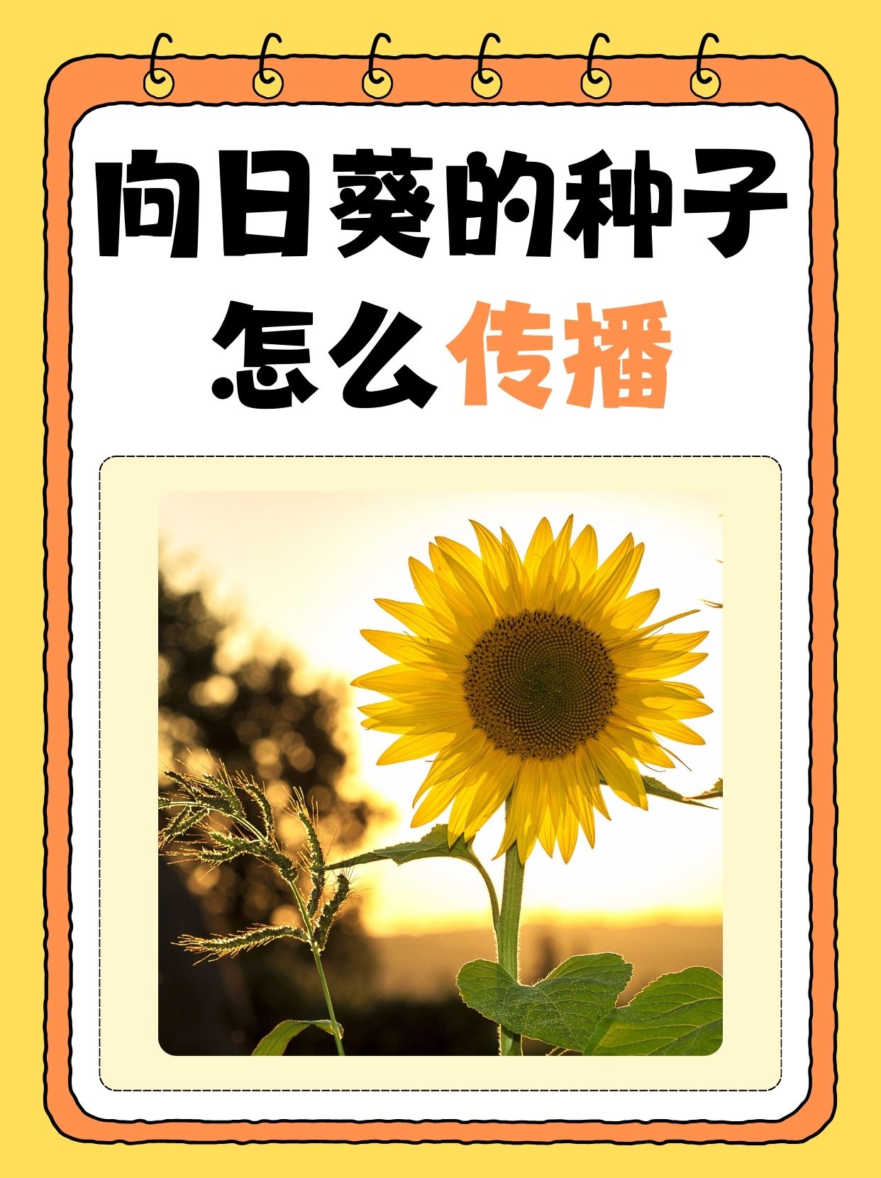 向日葵视频下载官方版向日葵视频下载官方版，探索与体验的全新旅程-第2张图片