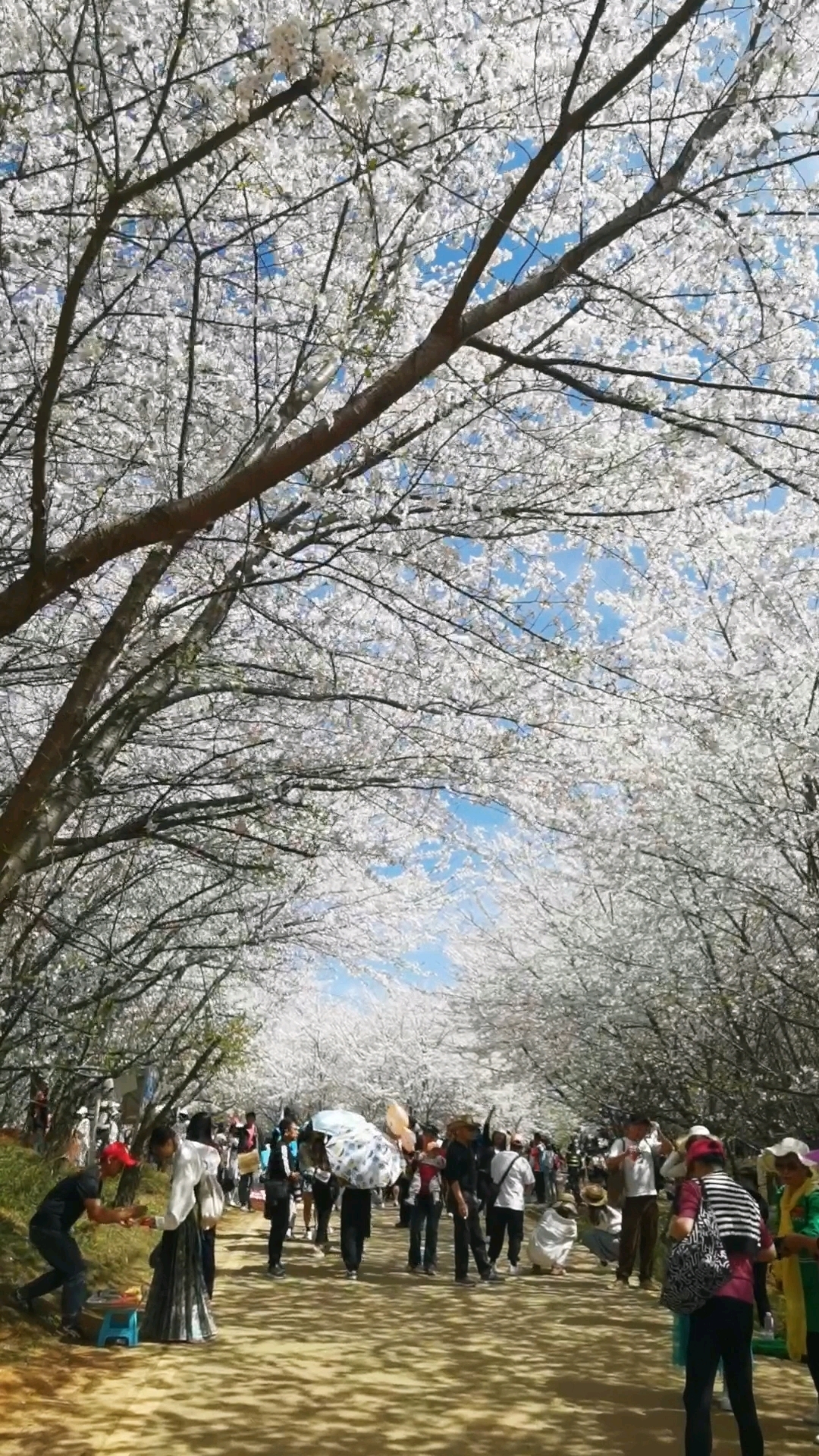 樱花视频樱花直播樱花视频与樱花直播，探索现代网络直播的魅力
