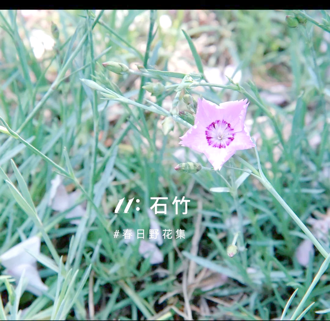 野花直播视频免费高清完整版野花直播视频免费高清完整版——自然之美与网络直播的完美结合-第2张图片