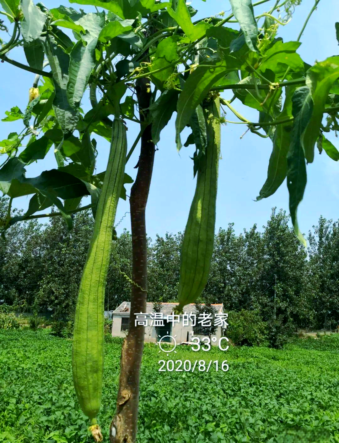 丝瓜鸭脖小猪芭乐草莓app18禁网络世界中的误解与探索——以丝瓜香蕉芭乐鸭脖小猪为例