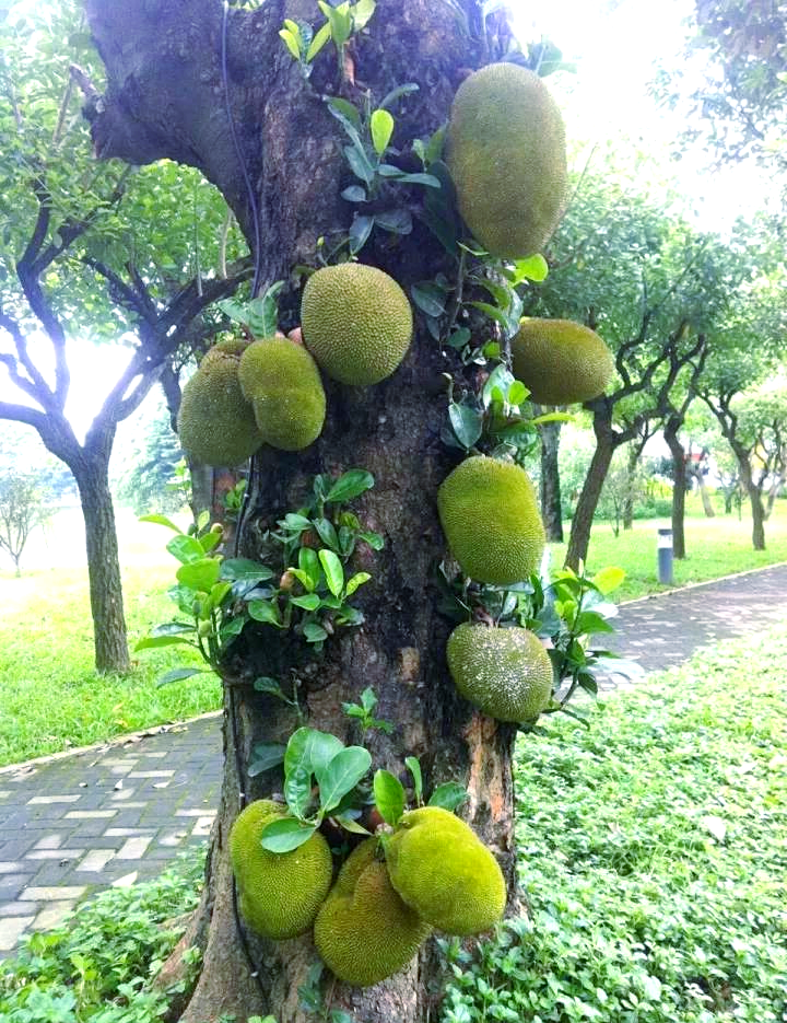 亚精产品一三三菠萝蜜亚精产品一三三菠萝蜜的魅力与独特之处