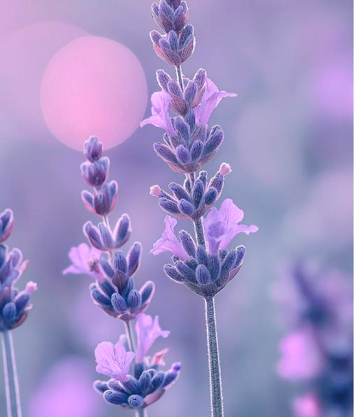 探索薰衣草的奥秘——免费进入薰衣草研究所在线网址