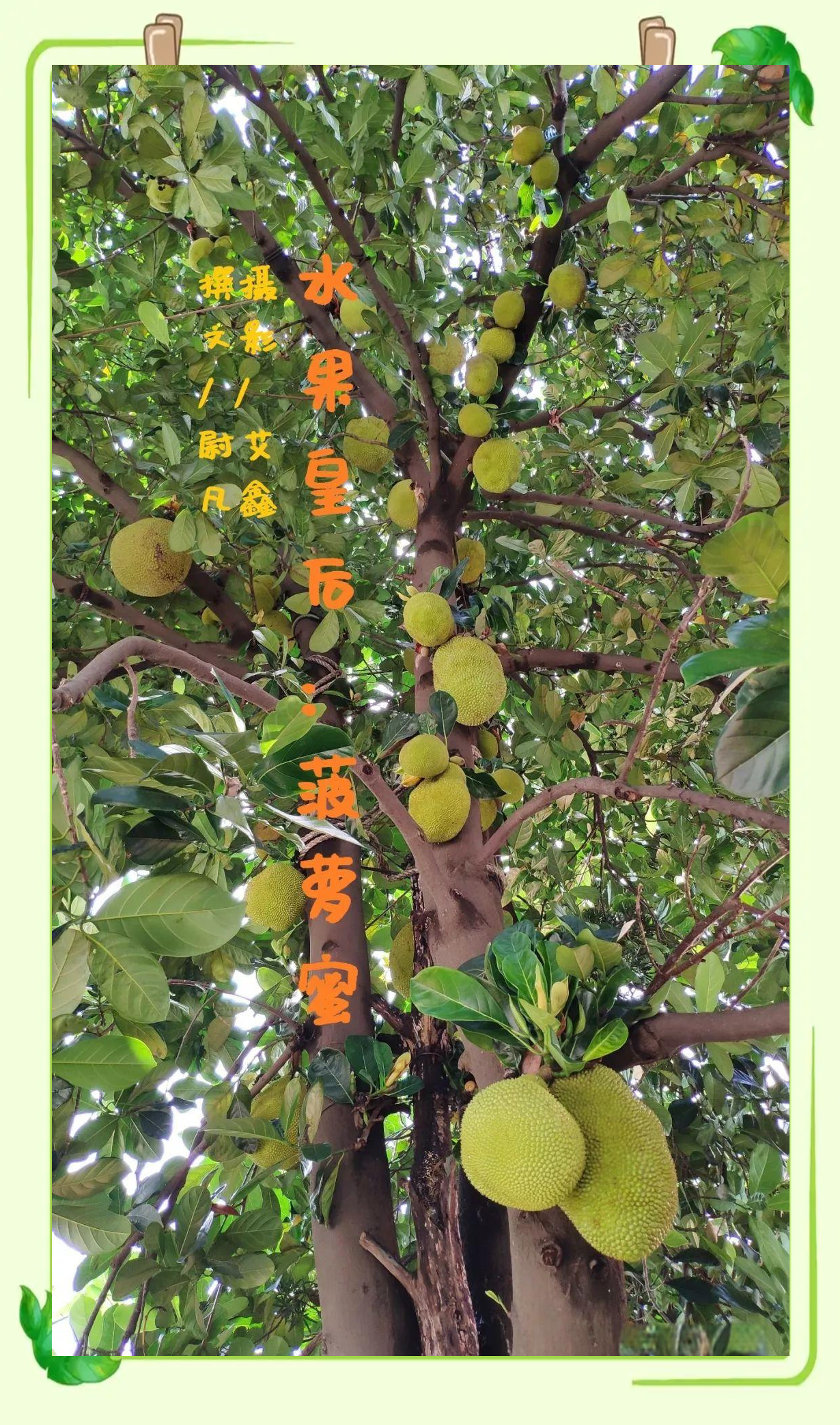 菠萝蜜app视频入口下载菠萝蜜app视频入口，探索与体验