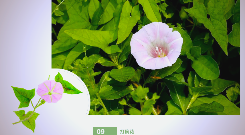 野花社区在线视频最新野花社区在线视频最新——探索网络视频新世界