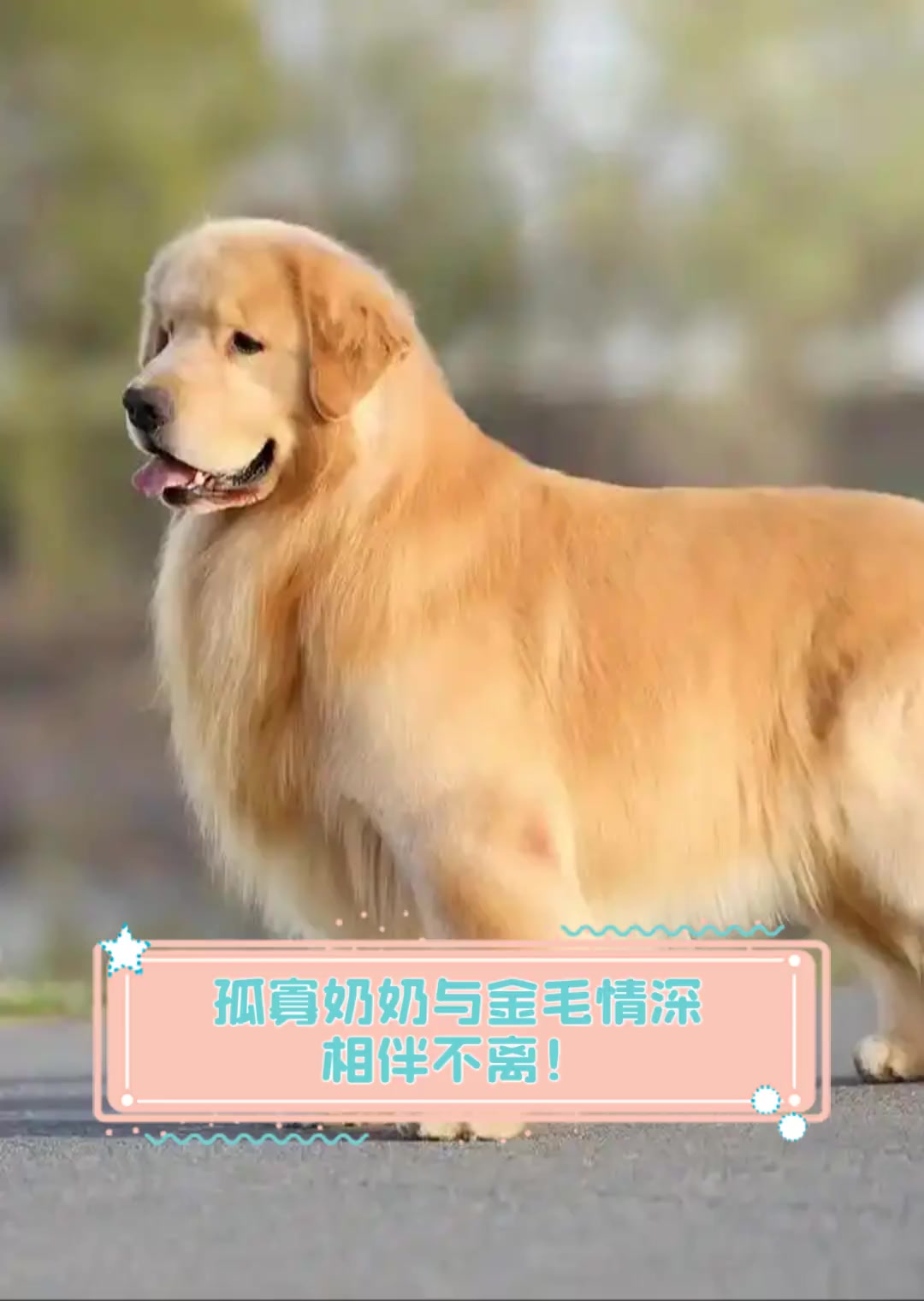 与金毛相伴的五天时光-第1张图片