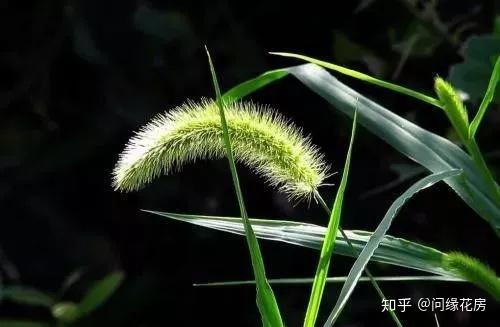 日本乱子草远离色情内容，珍爱身心健康