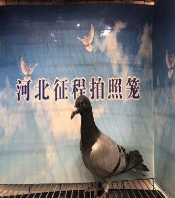 征程赛鸽公棚秋棚最新消息征程赛鸽公棚秋棚的魅力与意义