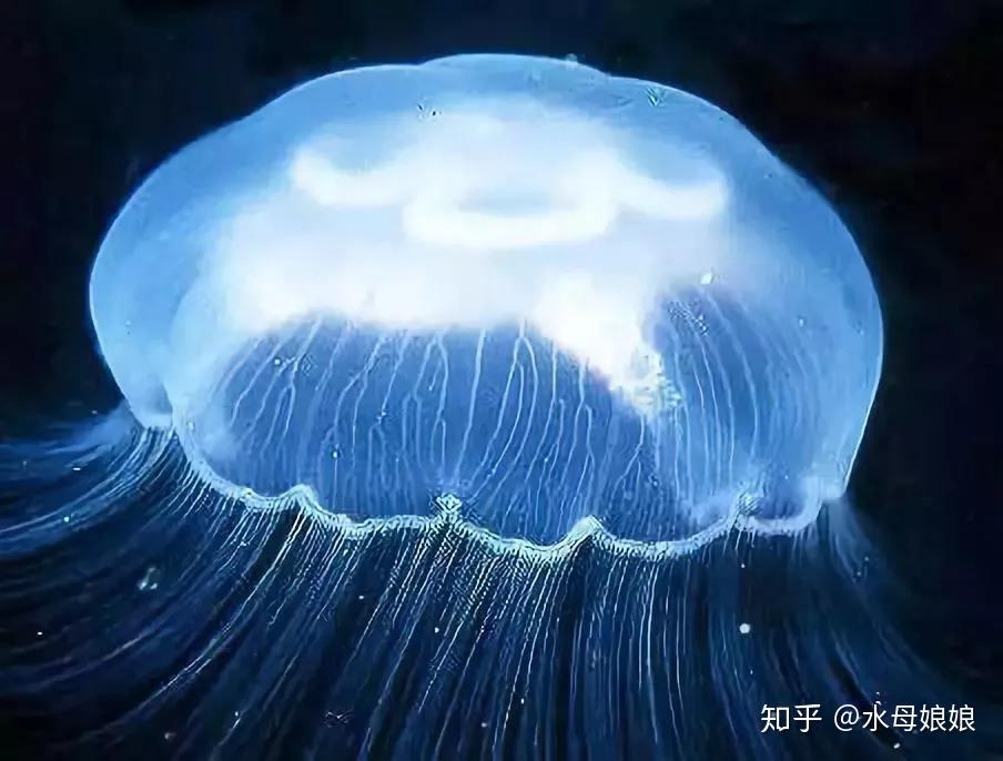 水母娘娘免费全集在线观看水母娘娘的神秘传说-第2张图片
