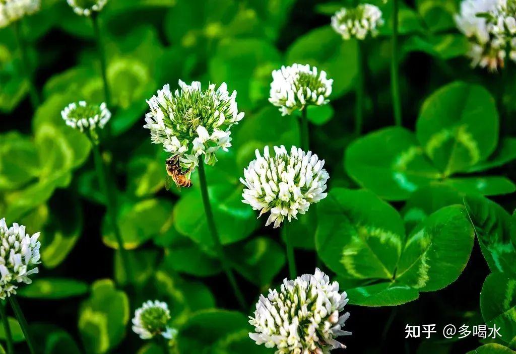 探索三叶草gy5968的奥秘-第2张图片