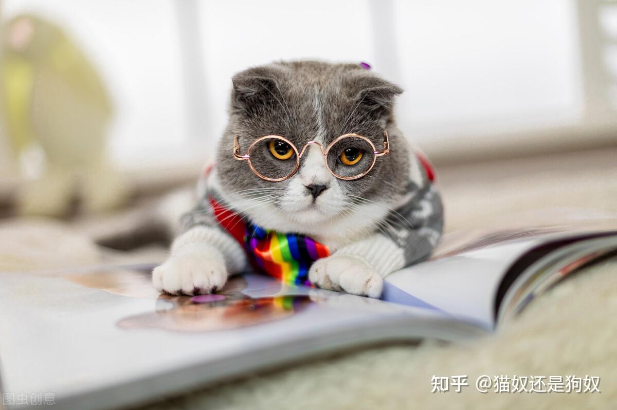 女主人与她的忠诚狗奴