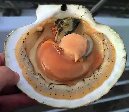 宝贝我可以吃你的扇贝吗视频探讨网络色情内容对个人及社会的危害——以宝贝我可以吃你的扇贝吗视频为例