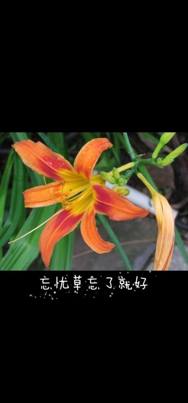 忘忧草影院日本韩国网址忘忧草影院，探索日本与韩国的影视文化-第2张图片