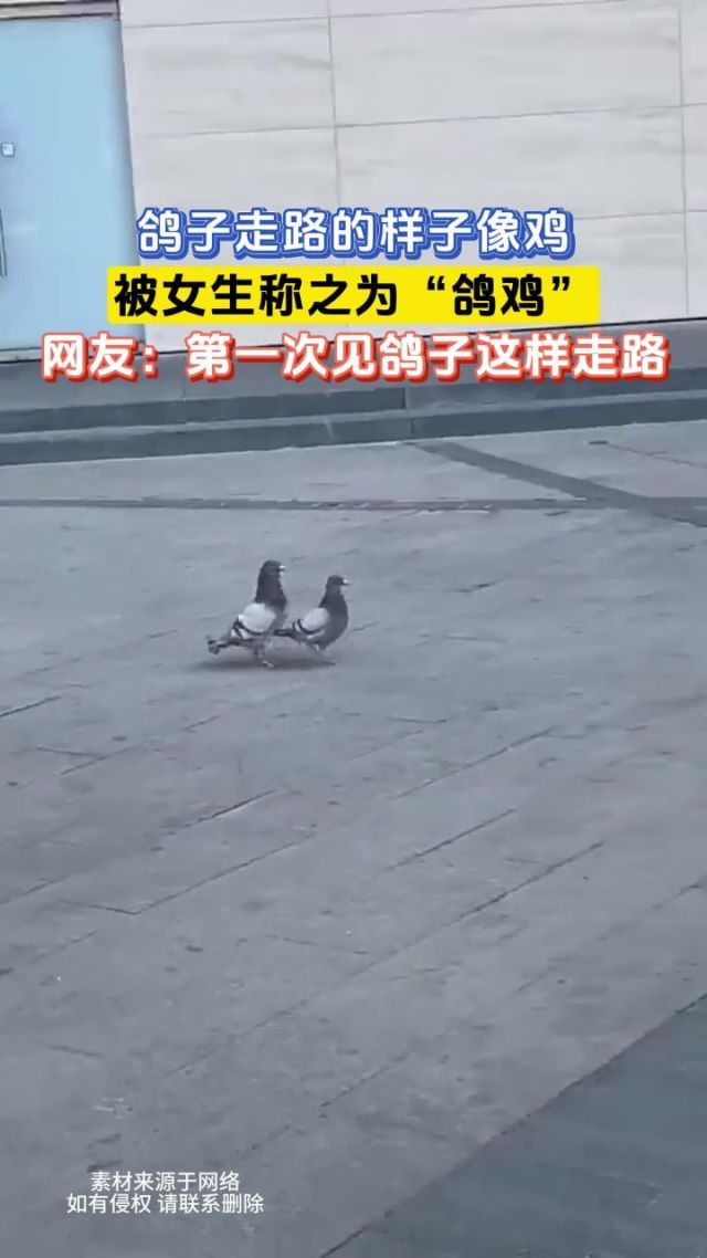 鸽子走路为何要点头？-第2张图片