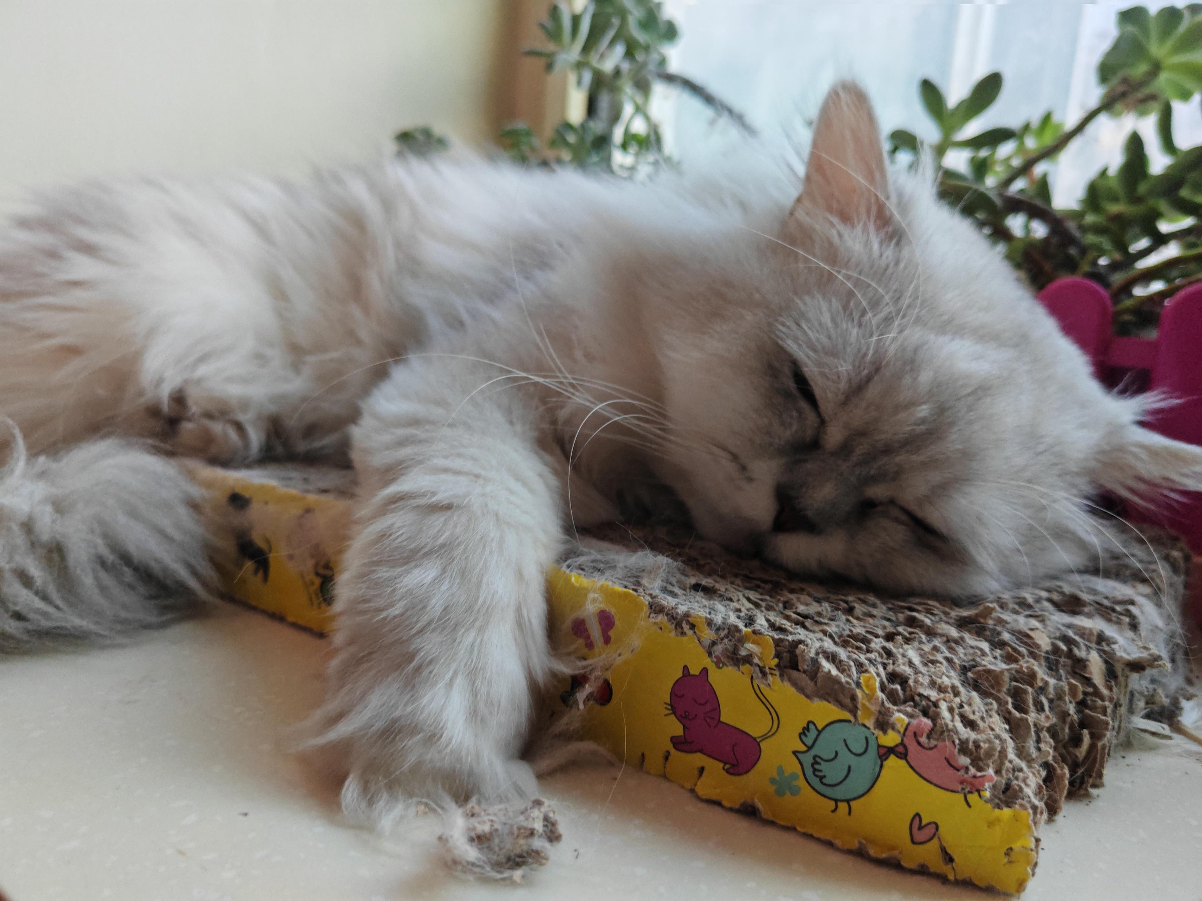 网络红人猫儿，从虚拟世界到现实生活的萌宠传奇