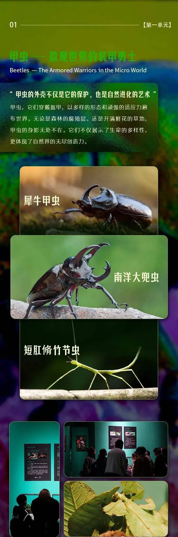 虫虫部落，微观世界的奇妙王国-第3张图片