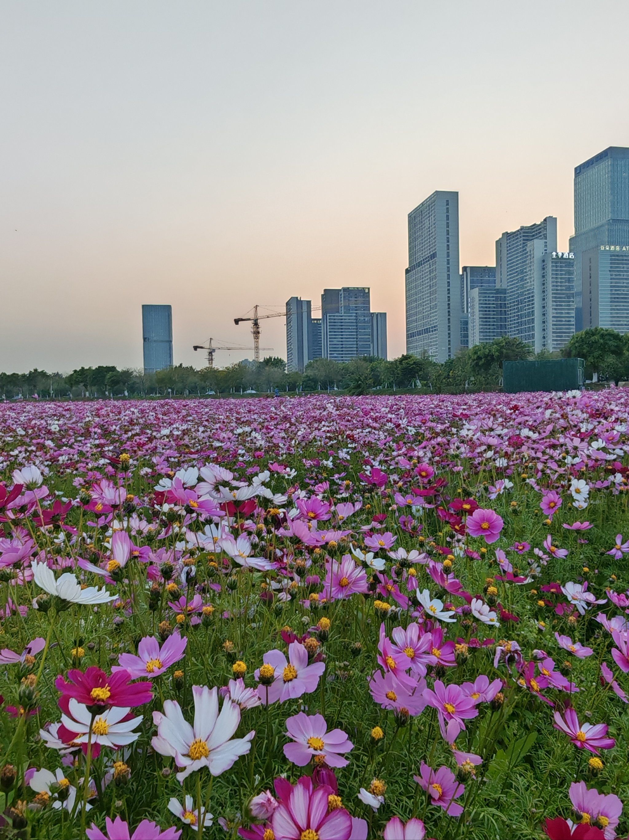 野花香社区在线观看,大地资源影视中文在线观看野花香社区在线观看，探索自然之美与文化交流的新体验