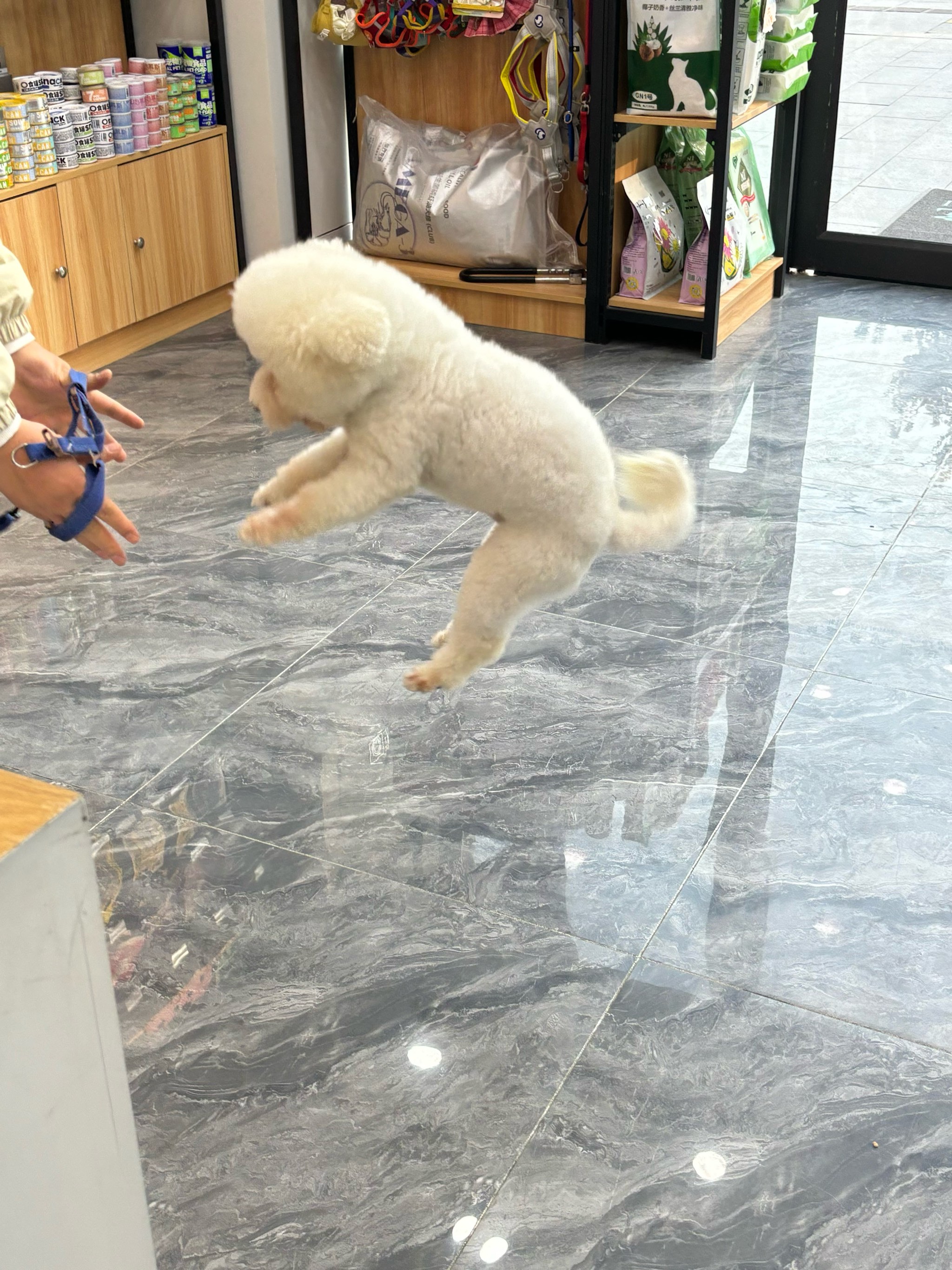 宠物狗游戏，人与动物之间的欢乐互动