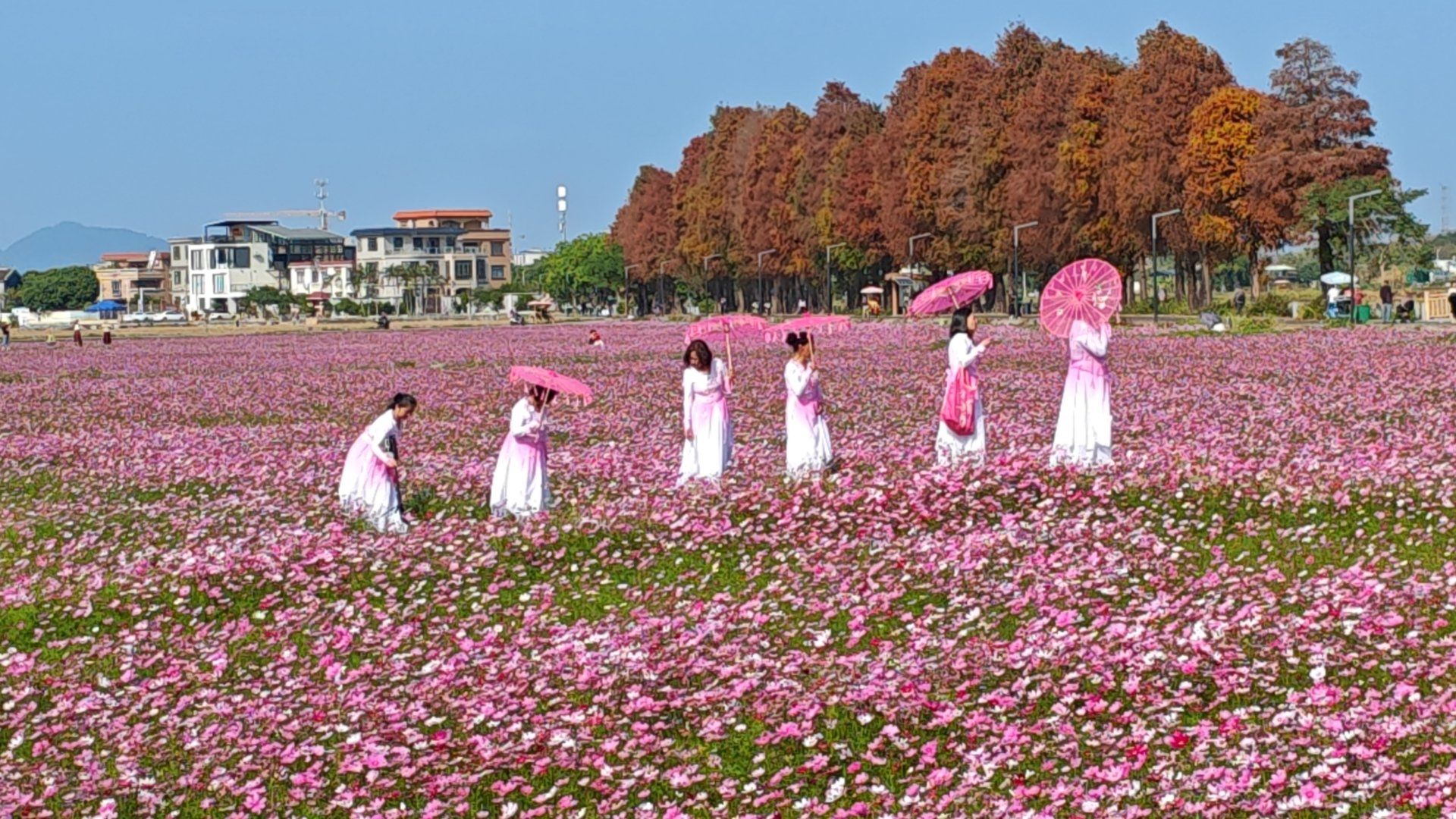 野花香社区在线观看,大地资源影视中文在线观看野花香社区在线观看，探索自然之美与文化交流的新体验-第3张图片