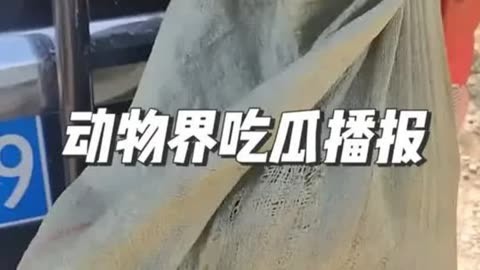 吃瓜爆料大全网站吃瓜爆料大全网站，探索最新、最热、最真实的新闻资讯-第2张图片