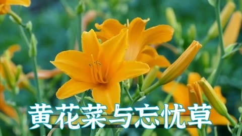 蜜芽忘忧草，与768老狼的奇妙故事-第3张图片