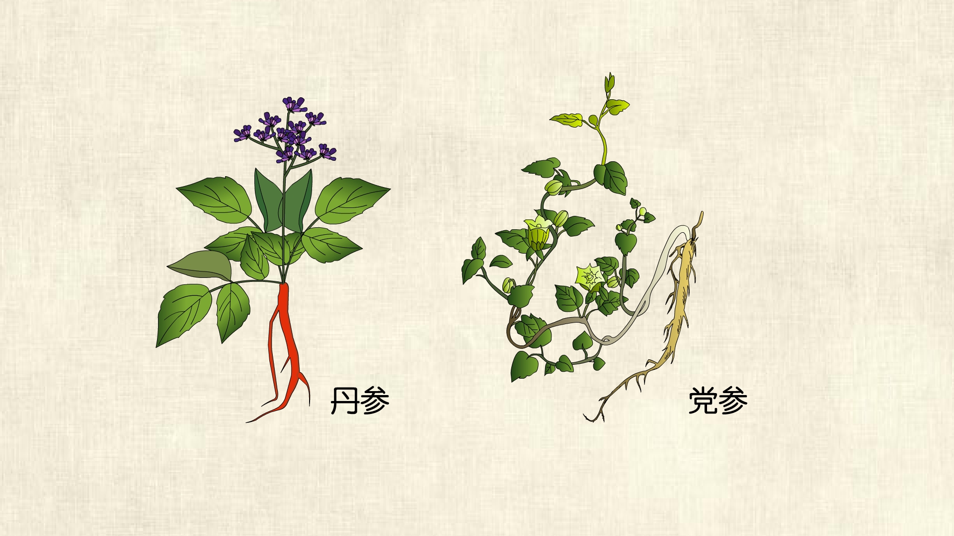 西瓜视频app安装官方版丹参和党参区别西瓜视频app安装官方版，轻松上手，畅享精彩内容-第1张图片