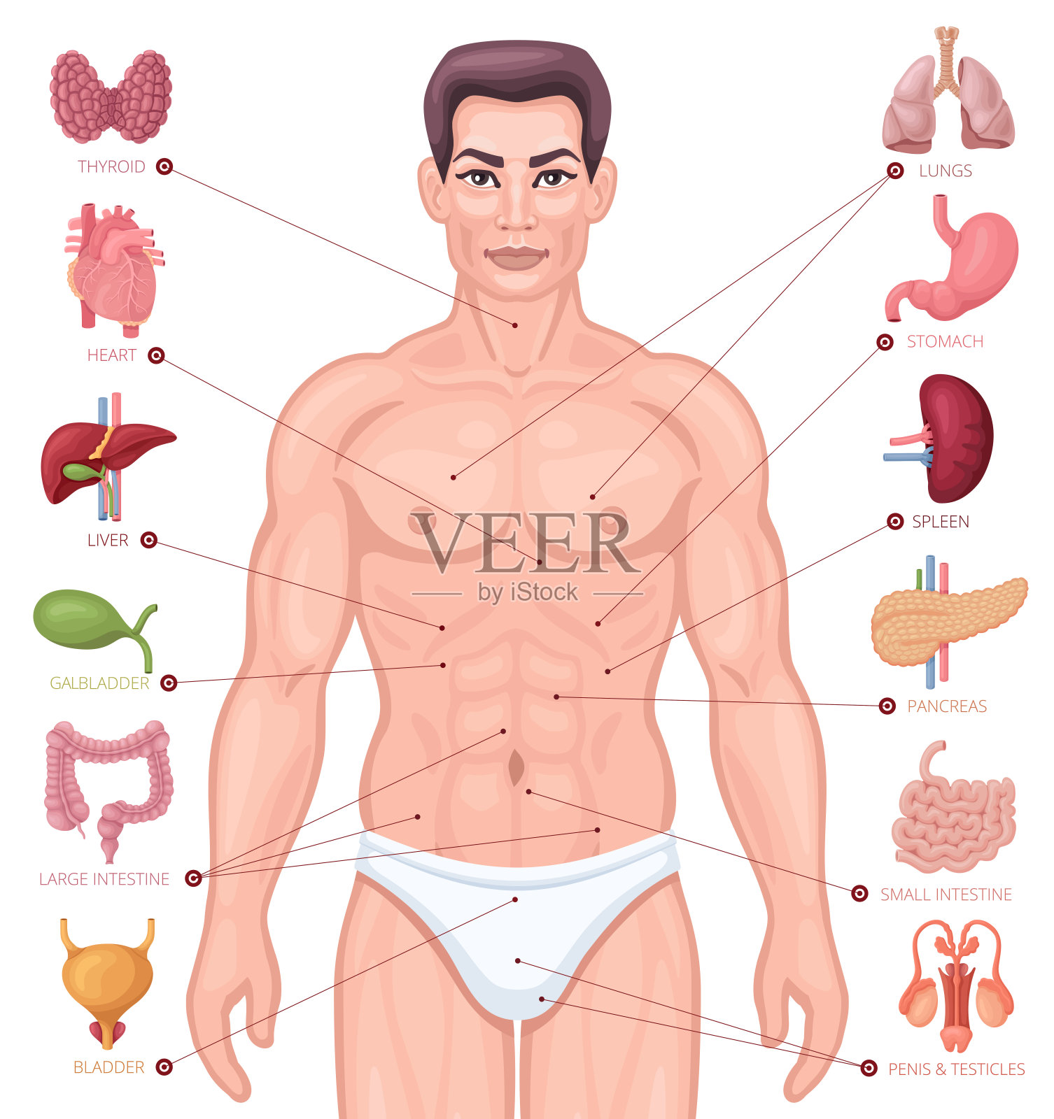人体男士器官结构图探索男性人体网络，构造、功能与健康的重要性