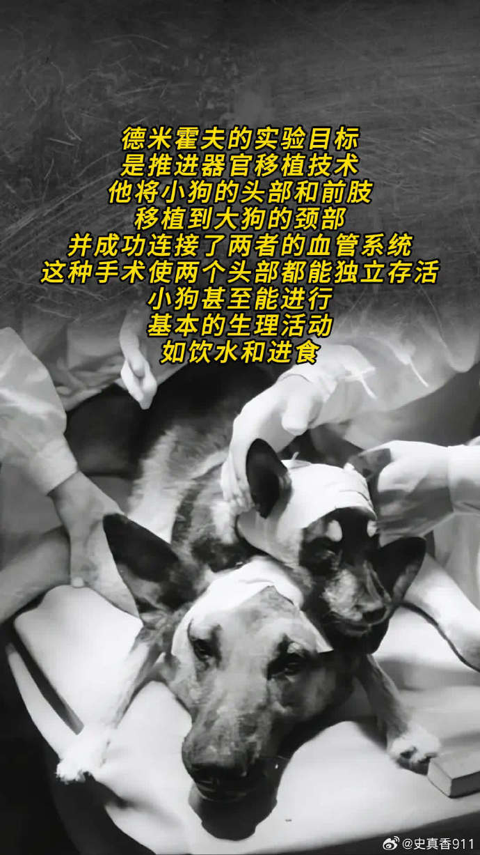 狗狗与人类DNA差异狗狗与人类DNA，跨越物种的纽带