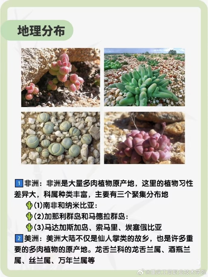 探索网络世界的乐趣 - 深入了解kmsp82.cm快猫-第2张图片