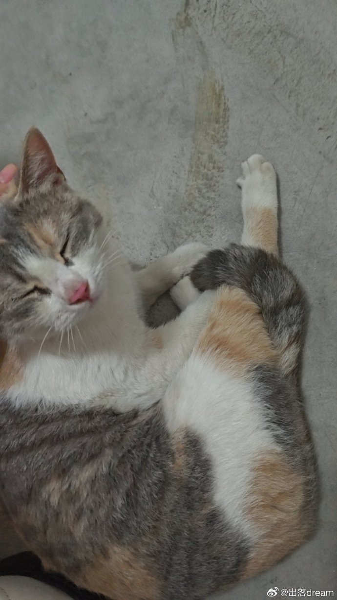 猫咪有约论坛猫咪有约论坛，爱宠交流的温馨之地
