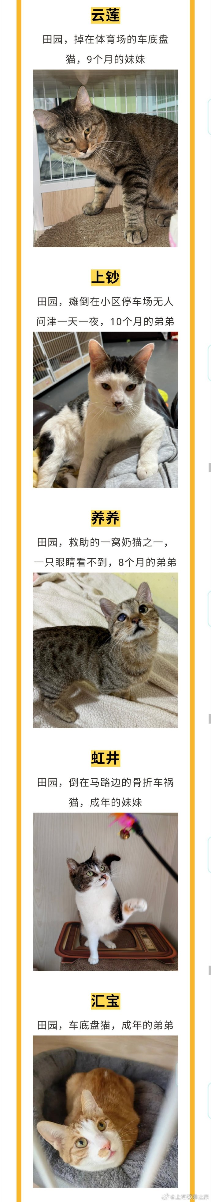 猫咪有约论坛怎么不见了2023年最新版猫咪有约论坛——爱宠人士的交流圣地-第2张图片