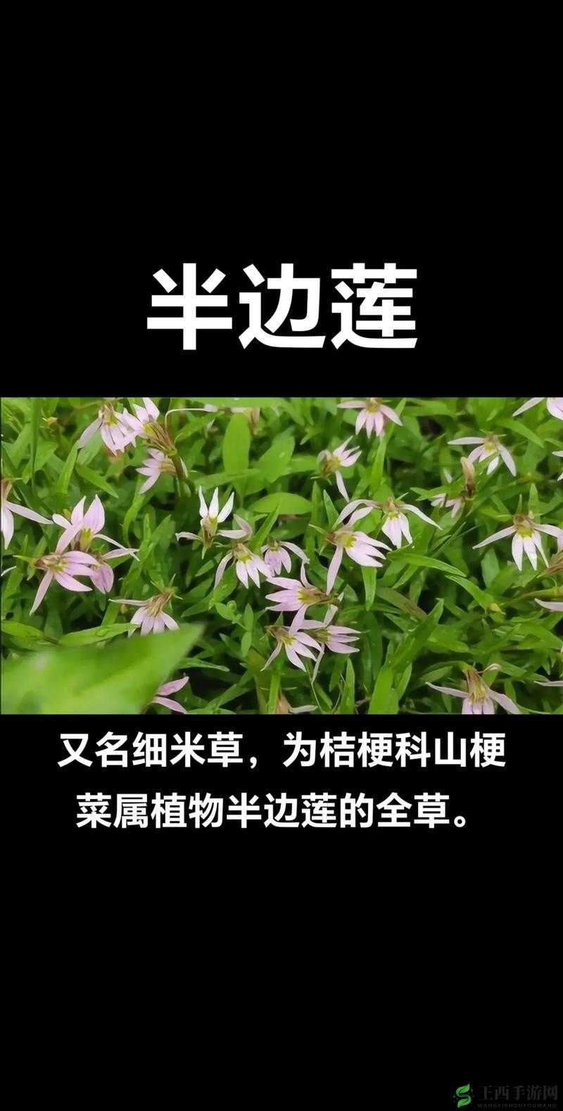 野花影视免费高清观看野花影视，免费高清观看的影视新体验-第1张图片