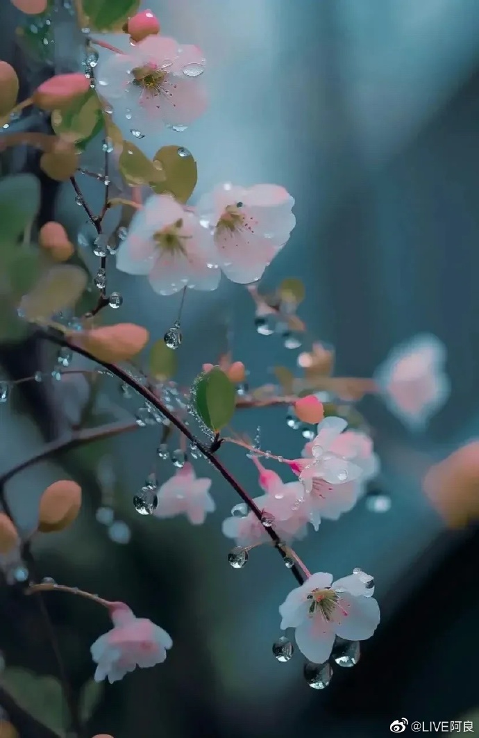炖肉计（今）与海棠的诗意交融-第2张图片