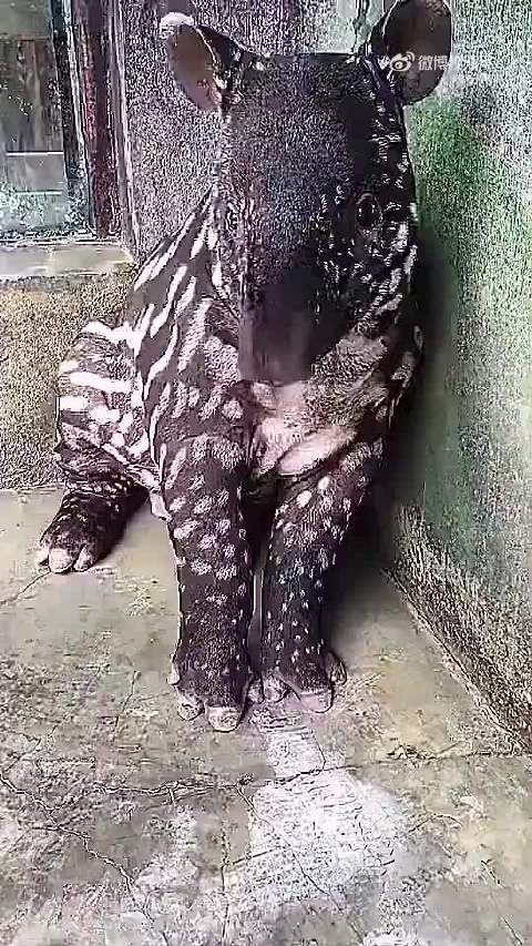 食梦貘食梦貘，神秘的梦之吞噬者