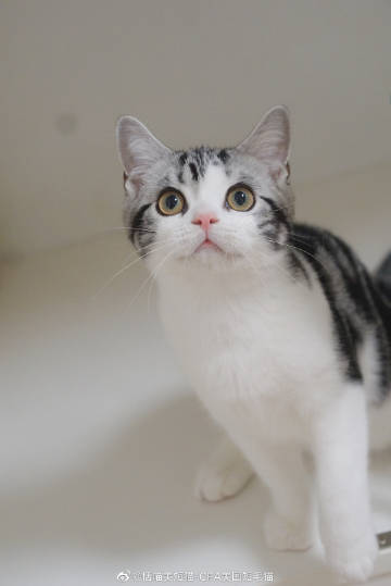 成版人猫咪APP探索成版人猫咪APP，一个全新的互动体验