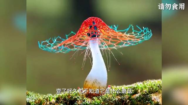 老版蘑菇短视频安装包，回忆中的经典与重温的乐趣