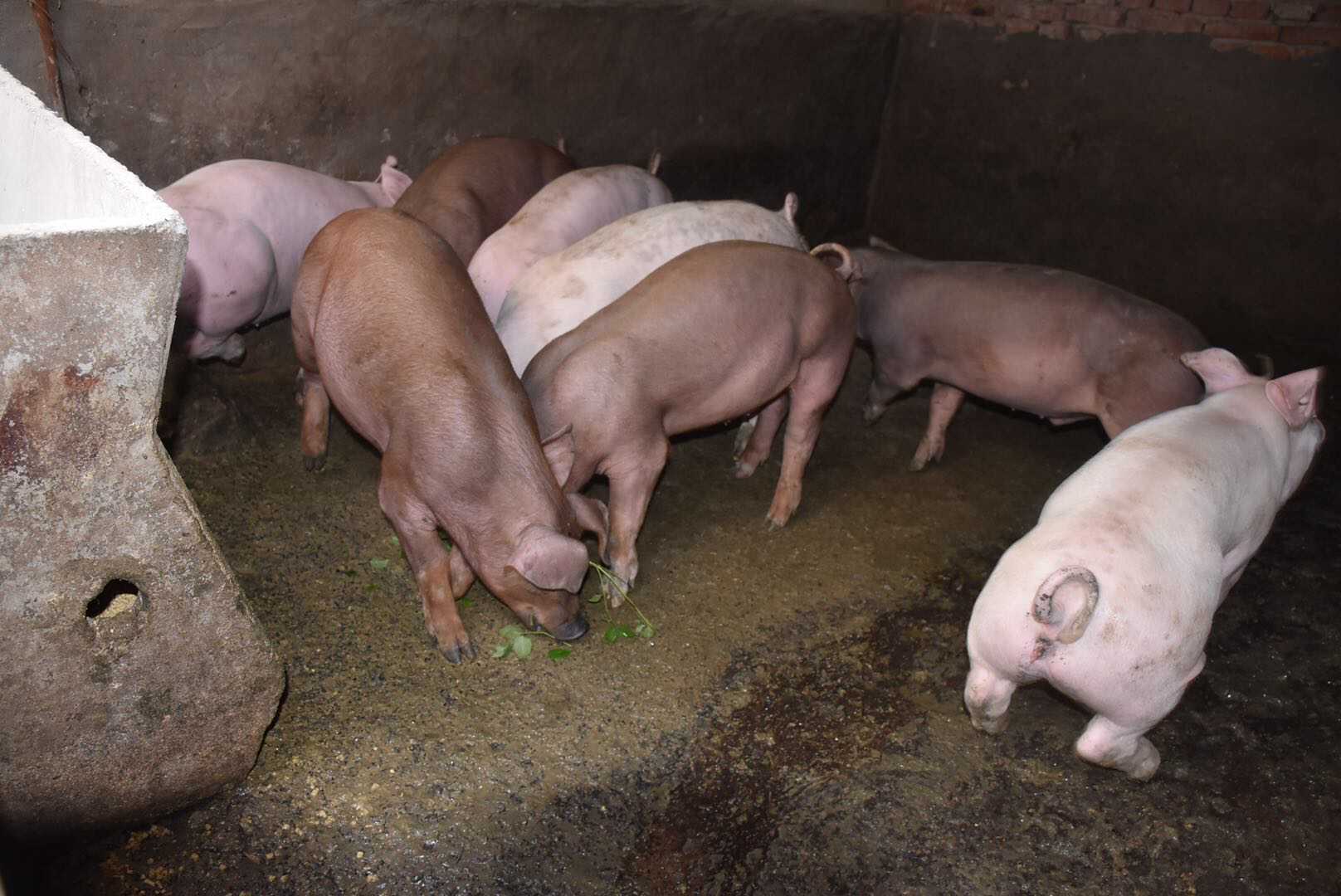 老旺的珍稀大肉蟒，进进出出视频的探索与分享