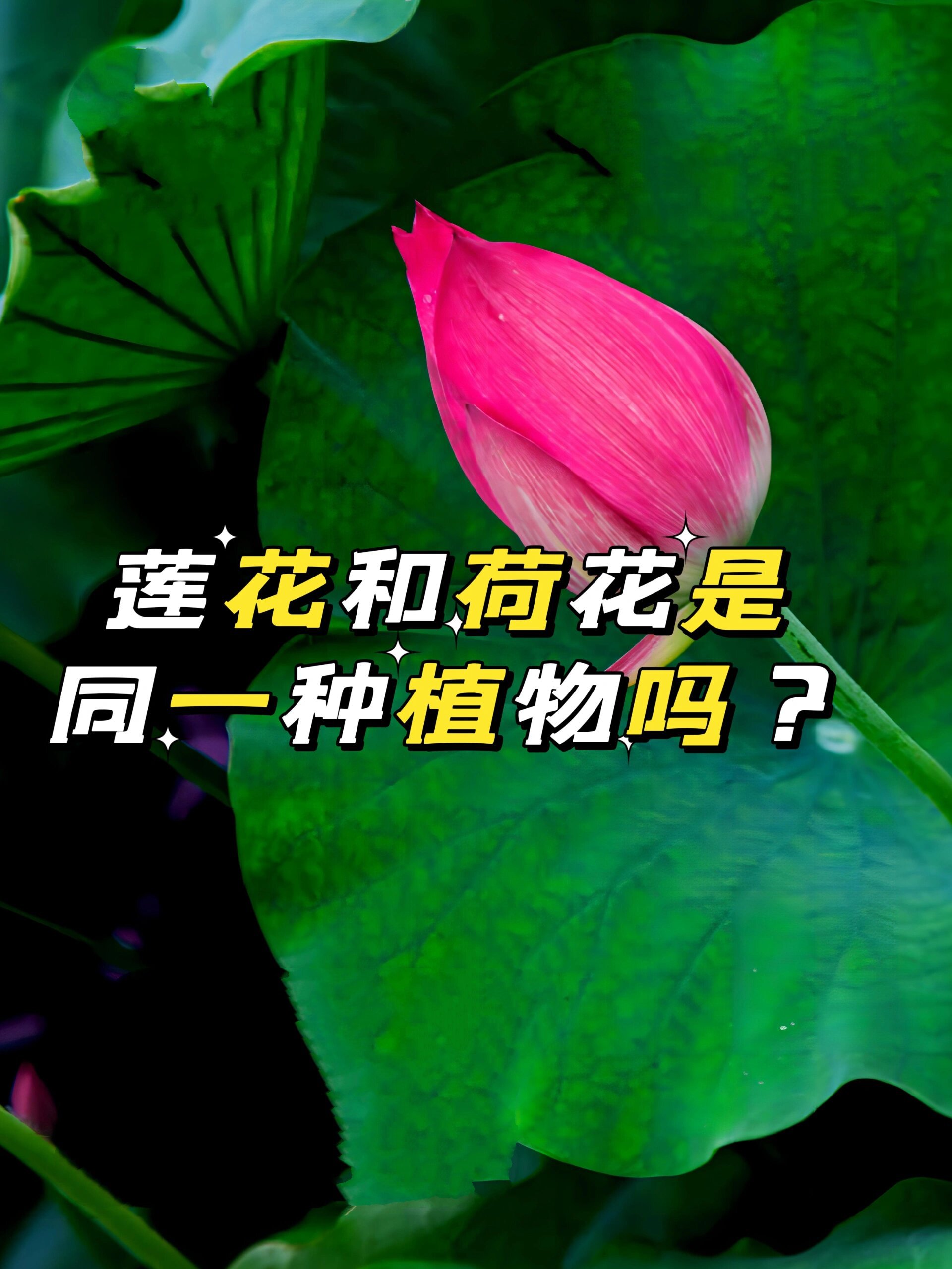 倒插莲花，美丽而独特的植物形态