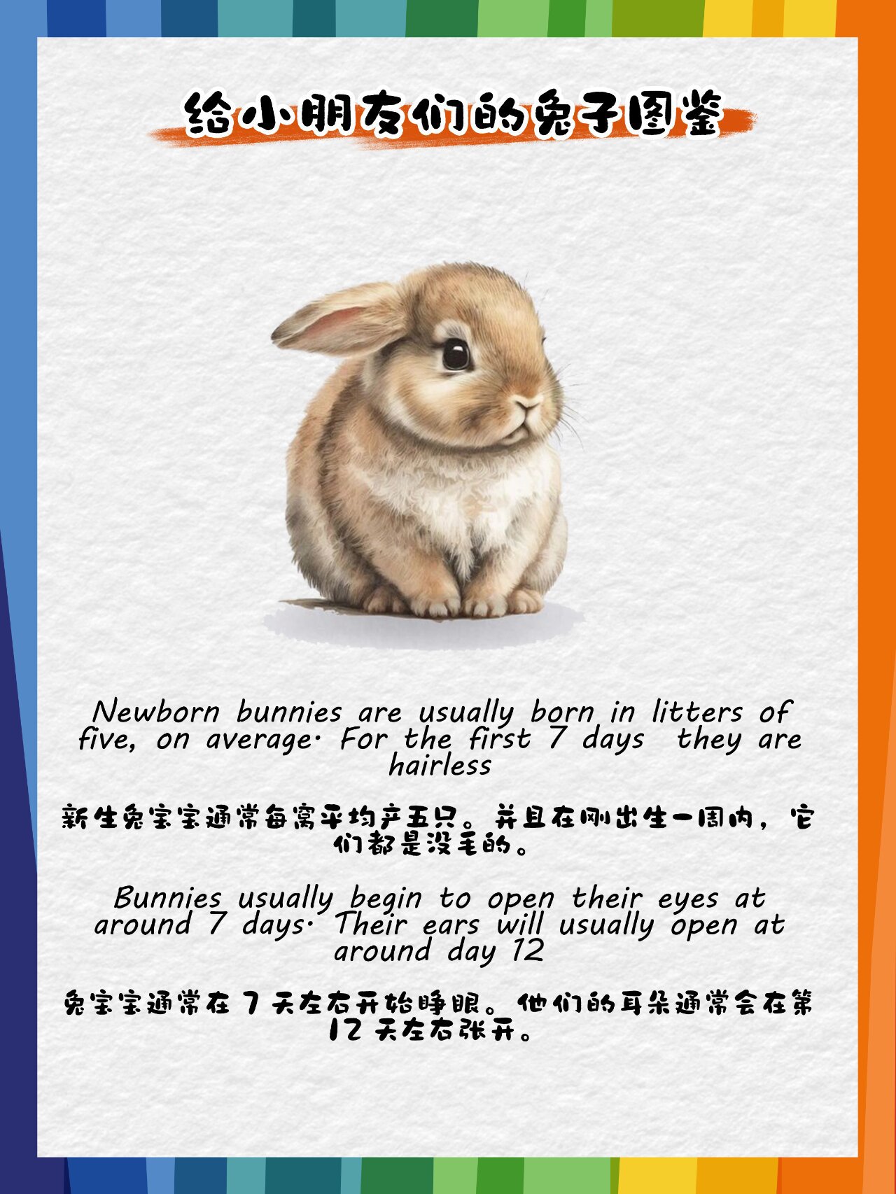 英语老师与她的软毛兔子——一次意外发现的网络教学新体验-第3张图片