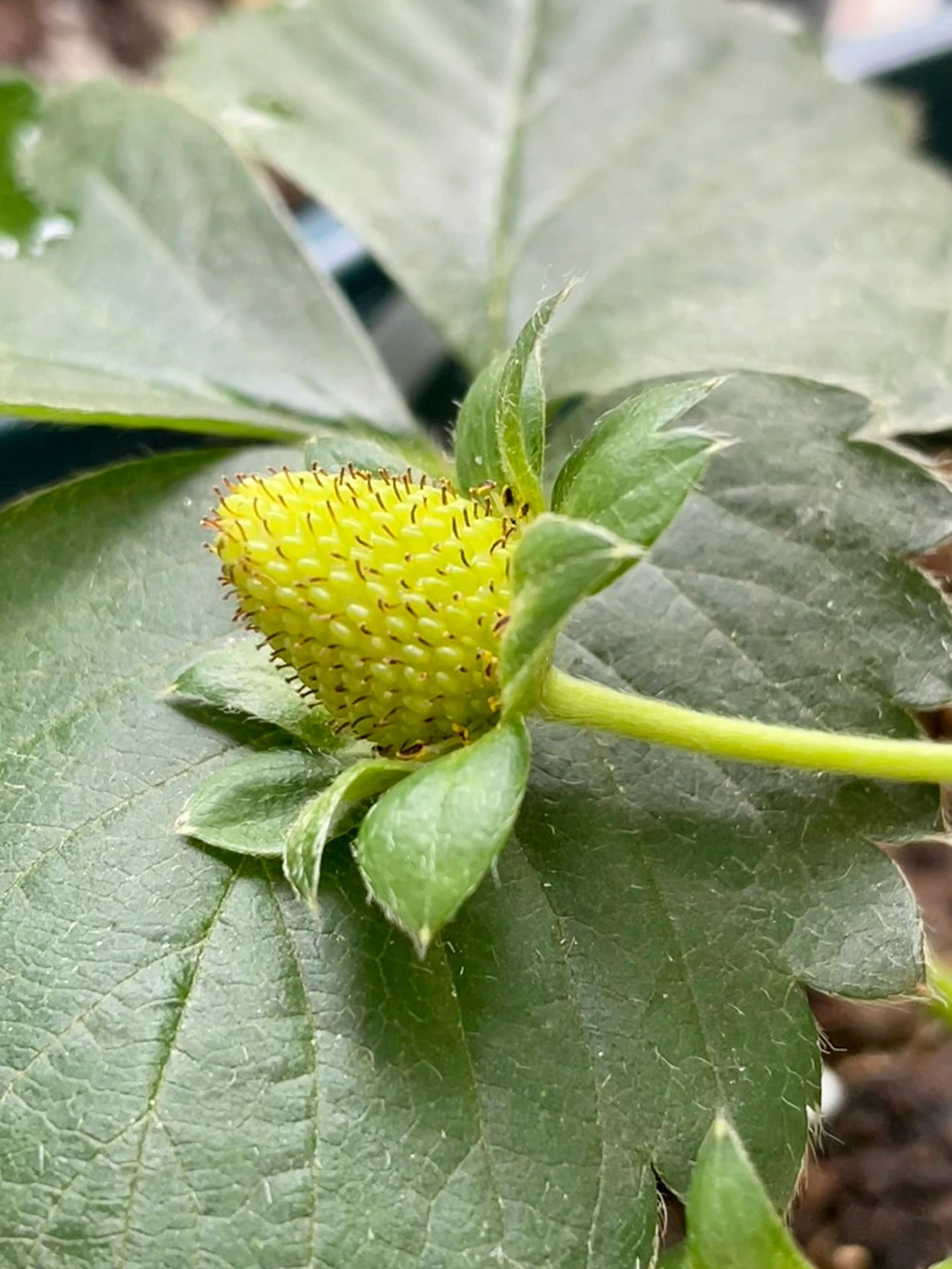 草莓app看片——了解其背后的真相