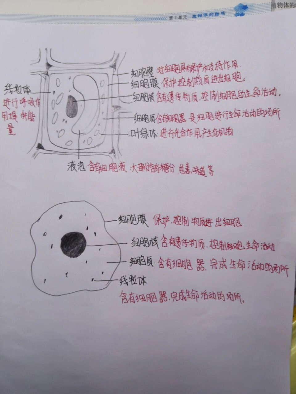 生物繁殖课老师拿自己做例子可以吗以我为例，生物繁殖课上的生动教学-第3张图片