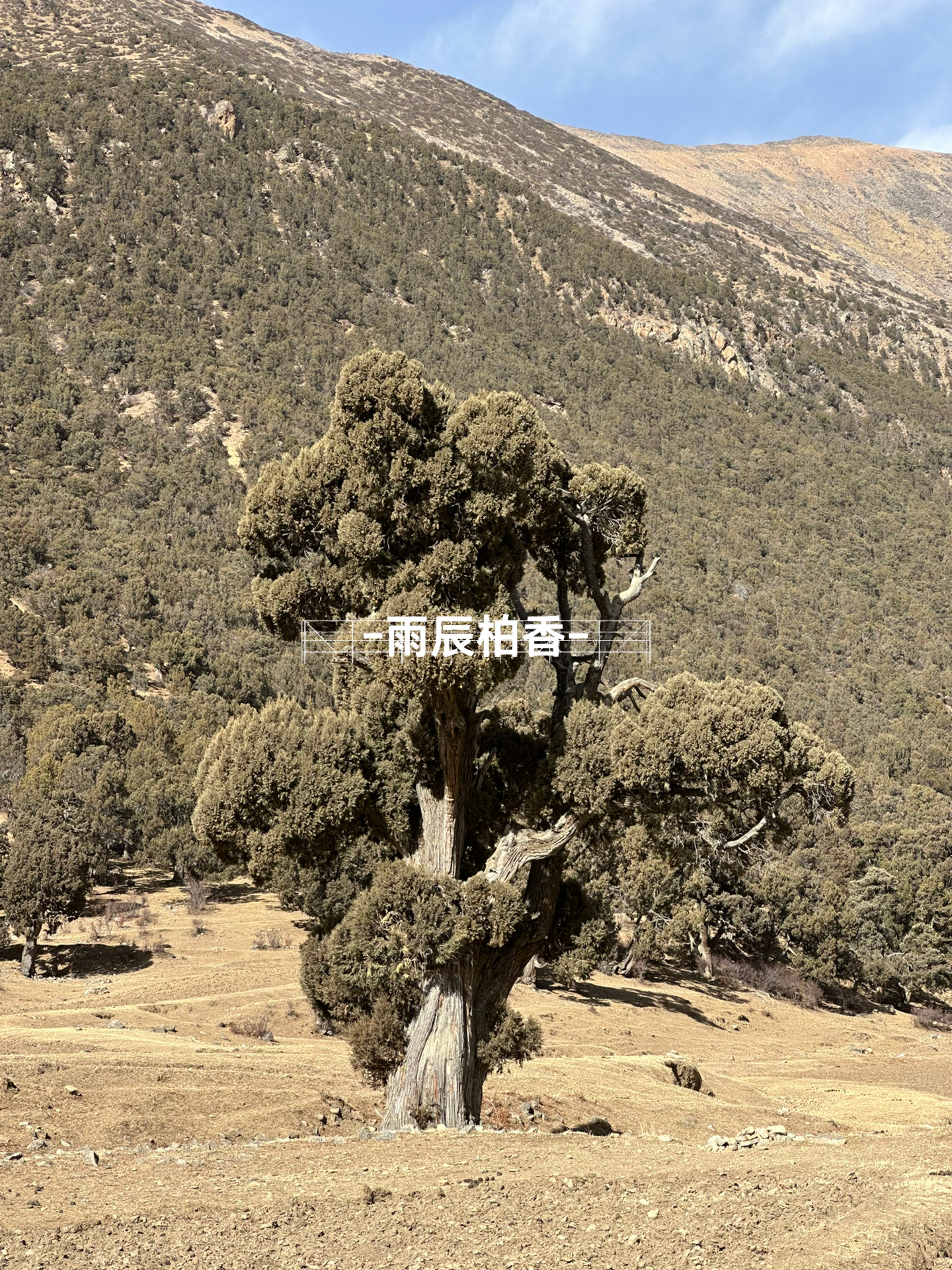 寻找神秘的自然奇观——掣电树的位置揭秘-第3张图片