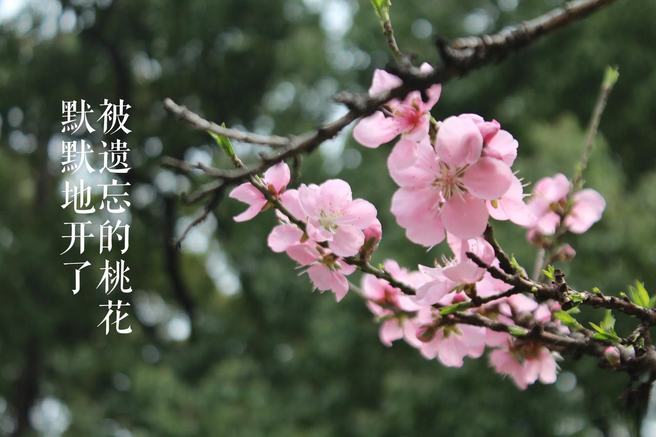 桃花.TV直播_第1集桃花.tv直播，绽放的视觉盛宴