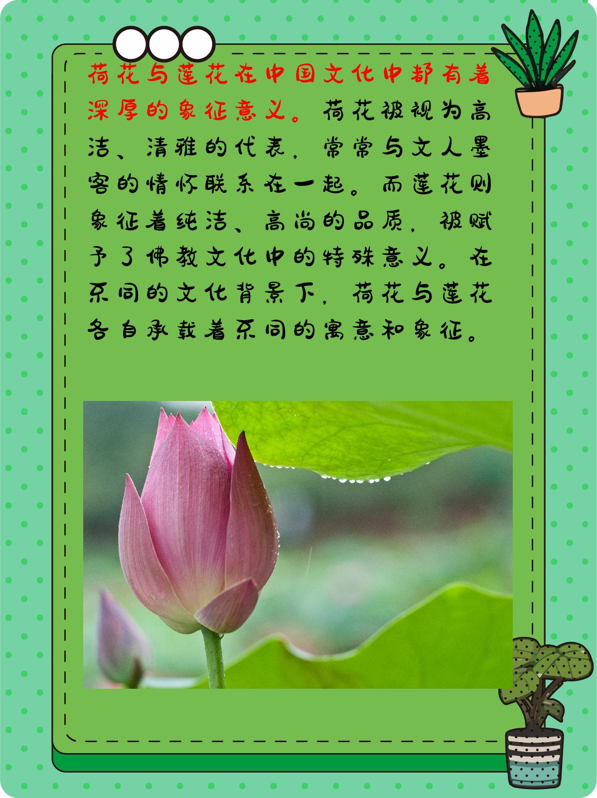 倒插莲花是什么样子的倒插莲花，美丽而独特的植物形态-第1张图片