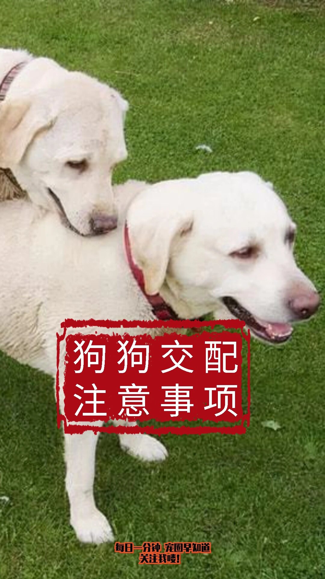 狗配人怎样配一狗与人的完美配对