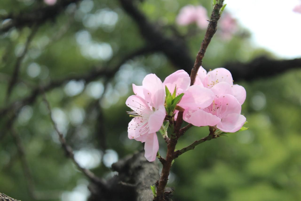 桃花.TV直播_第1集桃花.tv直播，绽放的视觉盛宴-第2张图片