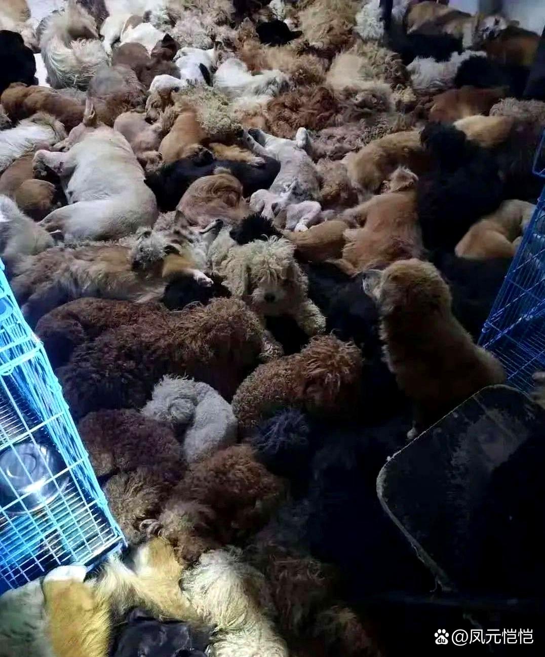 废弃厂狗狗轮着上小说废弃厂里的狗狗轮着上